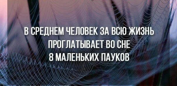 Сколько человек съедает во сне. Человек съедает пауков во сне. человек съедает 8 пауков во сне. сколько пауков съедает человек. сколько пауков съедает человек во сне.