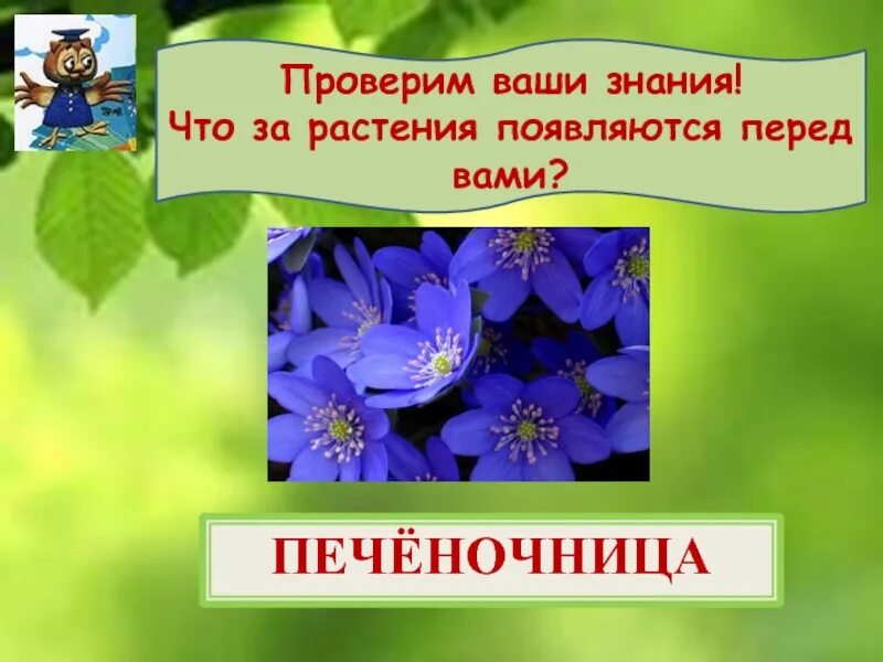 Окружающий мир 2 класс весеннее пробуждение. Пробуждение растений. Весеннее Пробуждение растений. Окруж.мир Весеннее Пробуждение растений 2. Второй класс весенние Пробуждение растений.