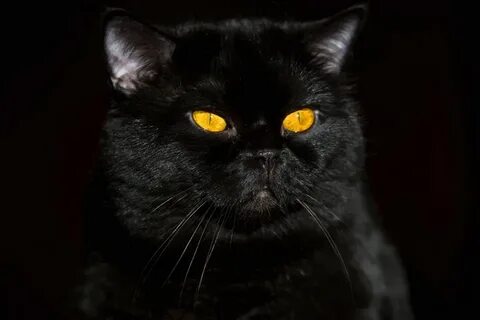 Черный британский кот