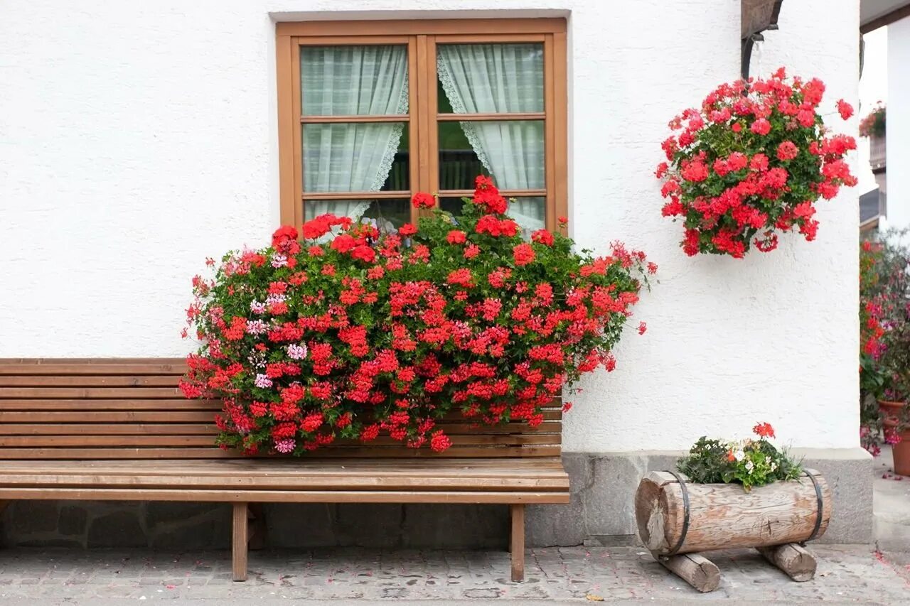 Герань балконная. Пеларгония ампельная balkon. Пеларгония плющелистная балкон ред. Пеларгония ампельная в саду. Пеларгония плющелистная в кашпо.