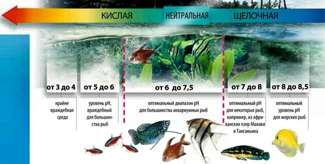 Различия аквариума и естественного водоема. Таблица PH воды для аквариума. Показатель PH воды аквариумной. PH воды в аквариуме норма для растений. Параметры аквариумной воды норма для рыб.