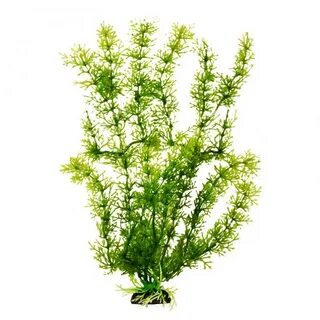 24 plants