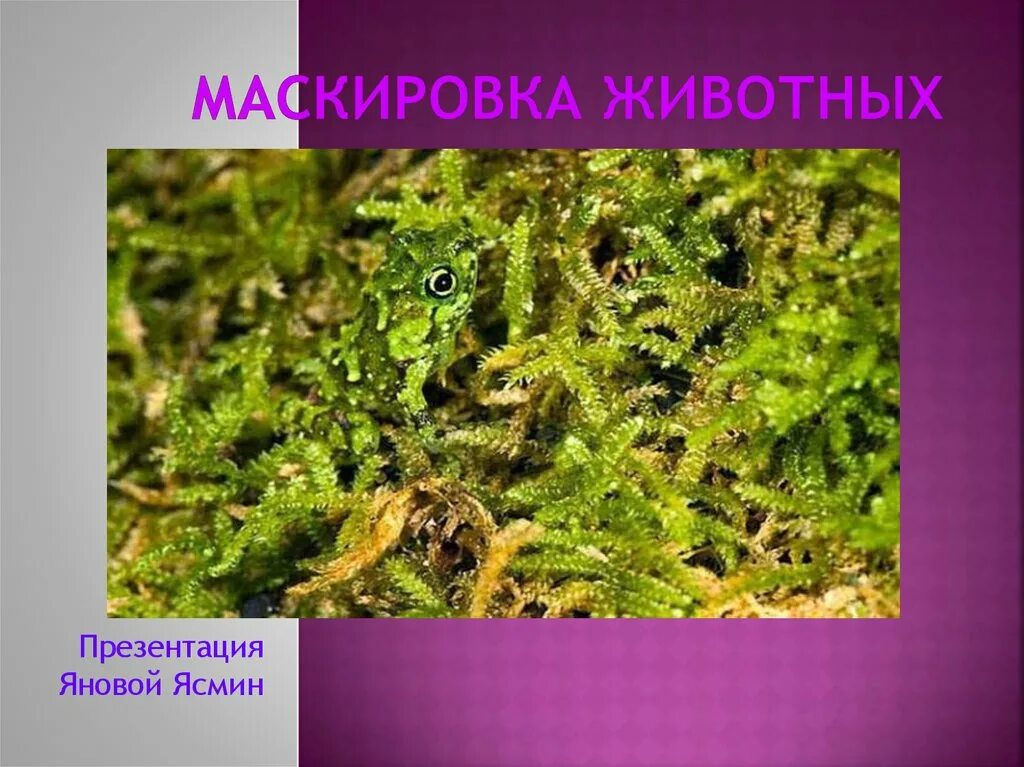 Маскировка значение. Маскировка значение