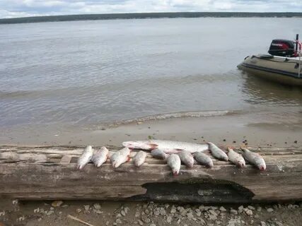 Рыбалка в новосибирском водохранилище