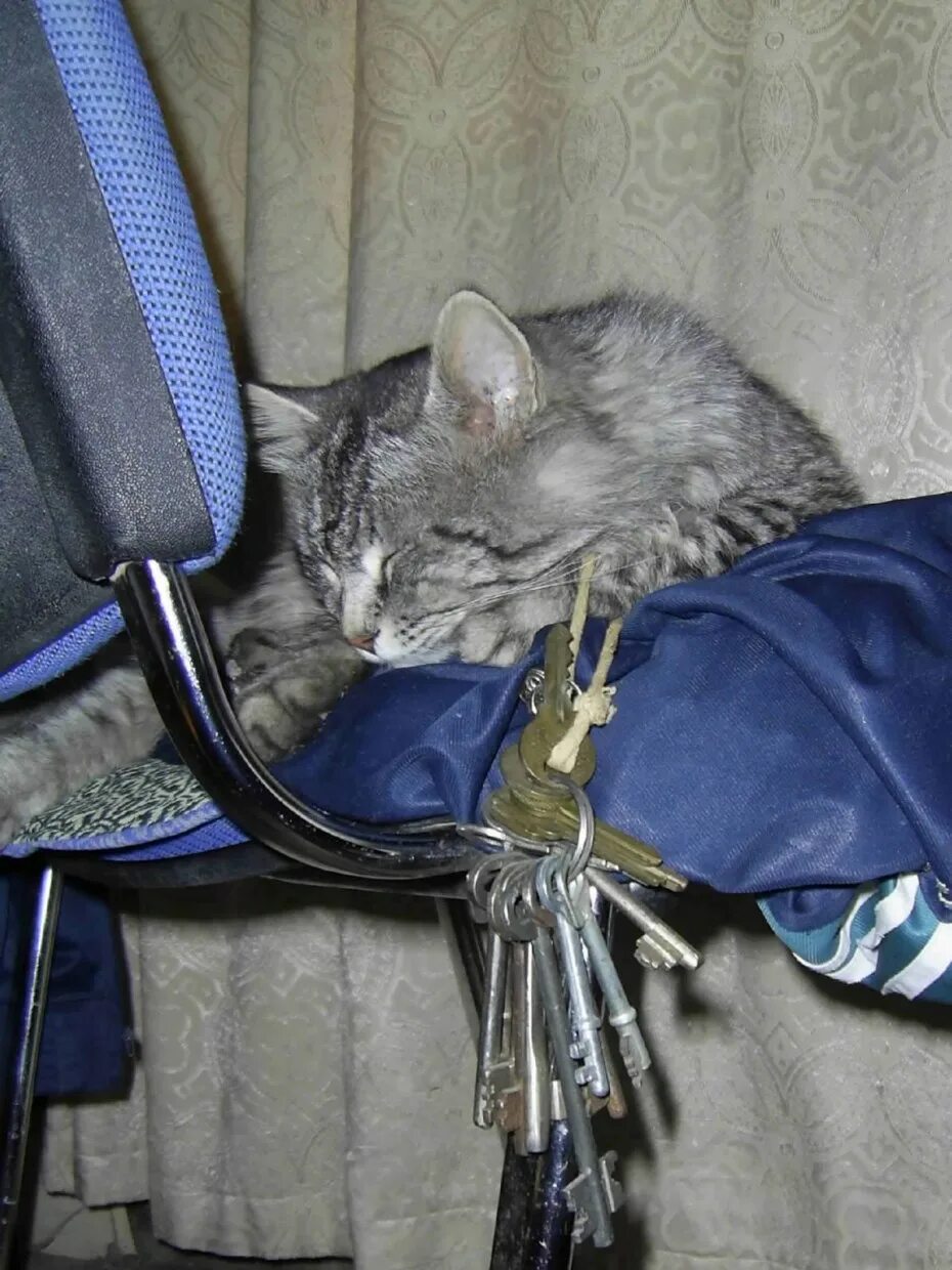 Связка кошек