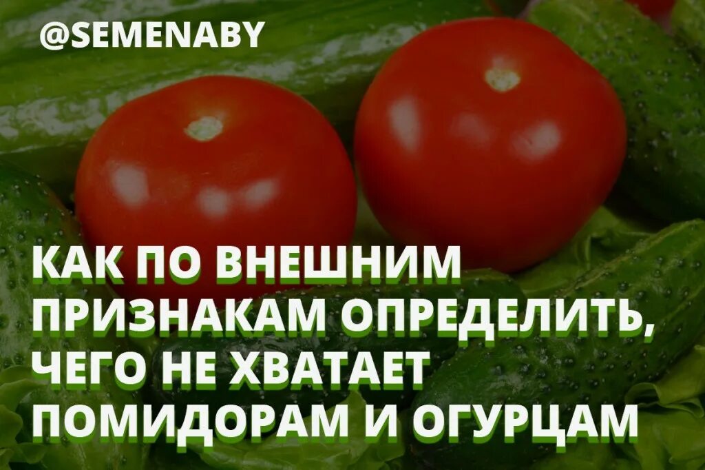 Как понять что не хватает помидорам. Чего не хватает помидорам. Чего не хватает помидорам картинки. Что не хватает помидорам по плодам.