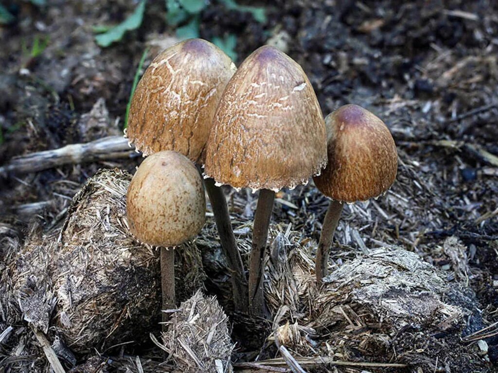 Панеолус лосиный panaeolus. Panaeolus olivaceus. Панэолус каемчатый. Панеолус навозник колокольчатый. Панеолус (panaeolus).