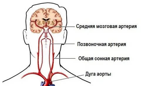 Черепные артерии