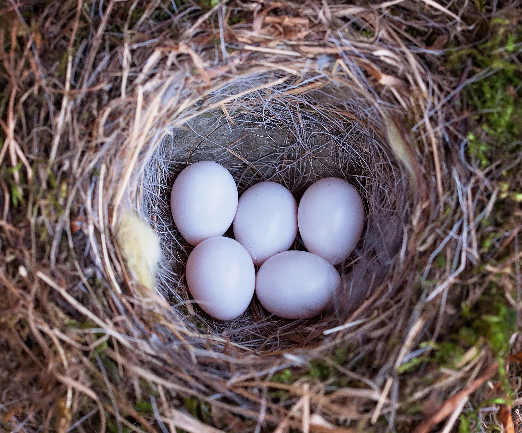 Сарыч гнездо яйцо. Остара гнездо. Яйца птиц. Гнездо с яйцами.