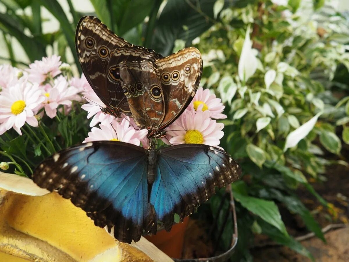 Бабочка в садик. Музей бабочек в Дубае. Баттерфляй Гарден Дубай. Дубайский сад бабочек. Миракл Гарден бабочки.