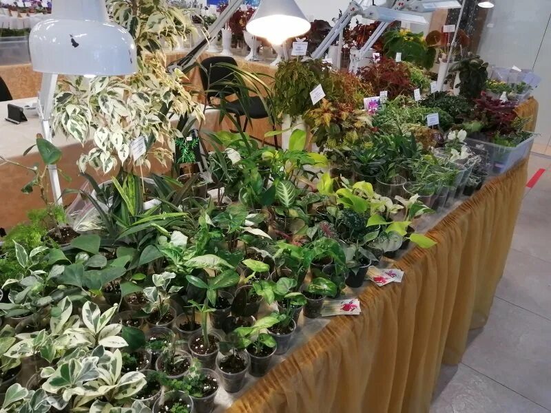 Выставка фиалок в спб 2022 в кировском универмаге. Выставка фиалок на нарвской. Выставки фиалок в питере. Выставка фиалок в кировском универмаге в 2022. Выставка фиалок в кировском универмаге.