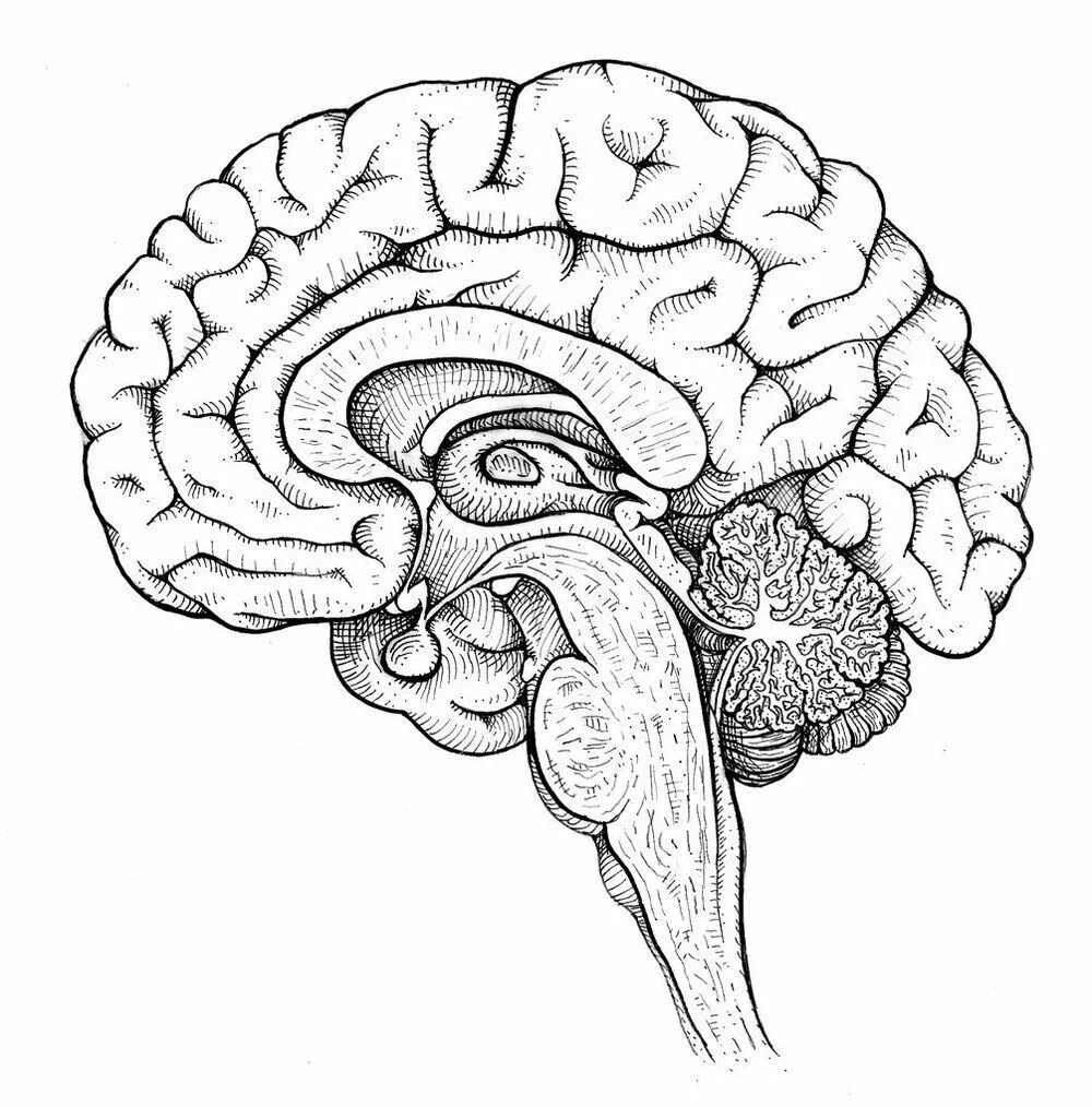Мозг без подписей. Сагиттальный разрез головного мозга. Головной мозг анатомия человека без подписей Сагиттальный. Сагиттальный разрез головного мозга человека рисунок. Сагиттальный разрез головного мозга анатомия.