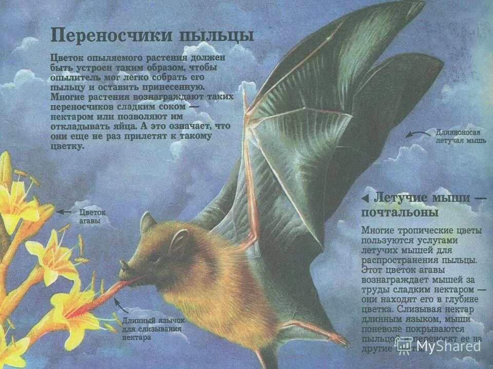 доярка живопись. поговорка без труда. трудов сладок. поговорки о труде с рисунками. пословицы о труде для детей дошкольного возраста.