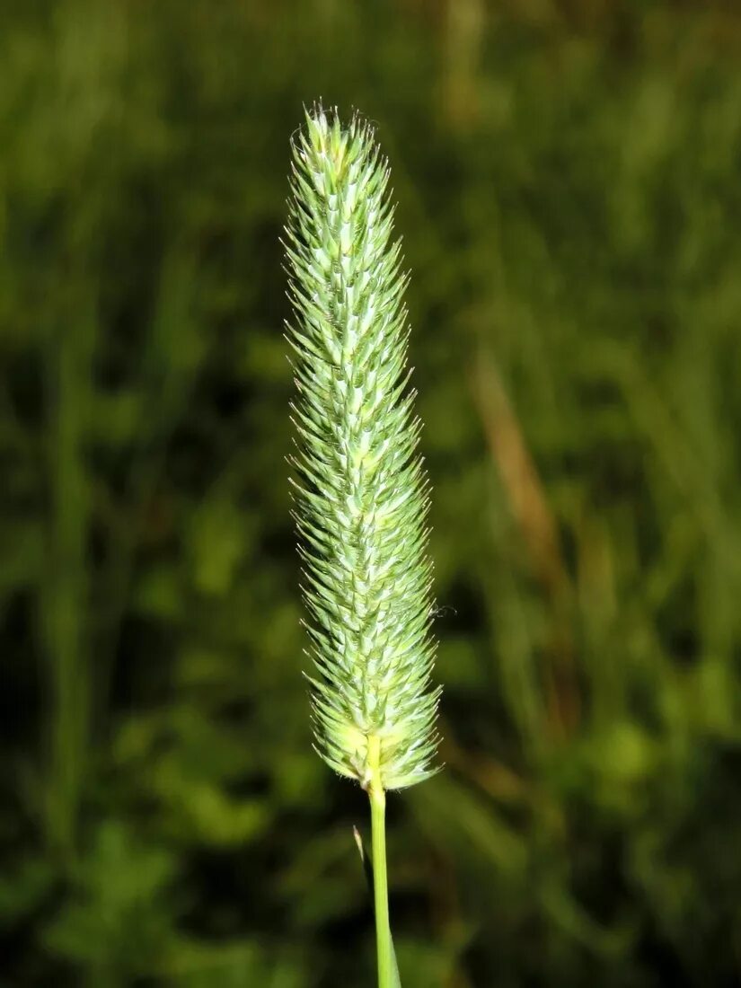 Растение Тимофеевка Луговая. Тимофеевка Степная (Phleum phleoides). Тимофеевка Луговая соцветие. Тимофеевка Луговая злаки. Как выглядит тимофеевка