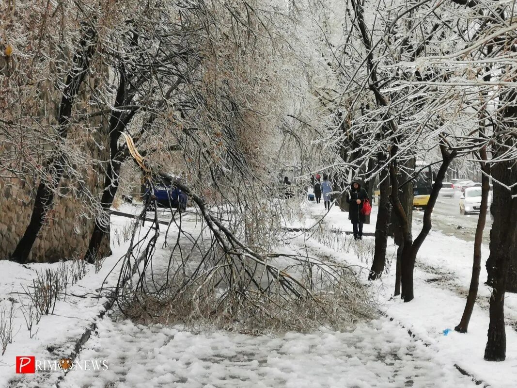 Владивосток мокрый снег на дереве. Владивосток погода зимой. Погода во Владивостоке в ноябре. Владивосток климат зимой