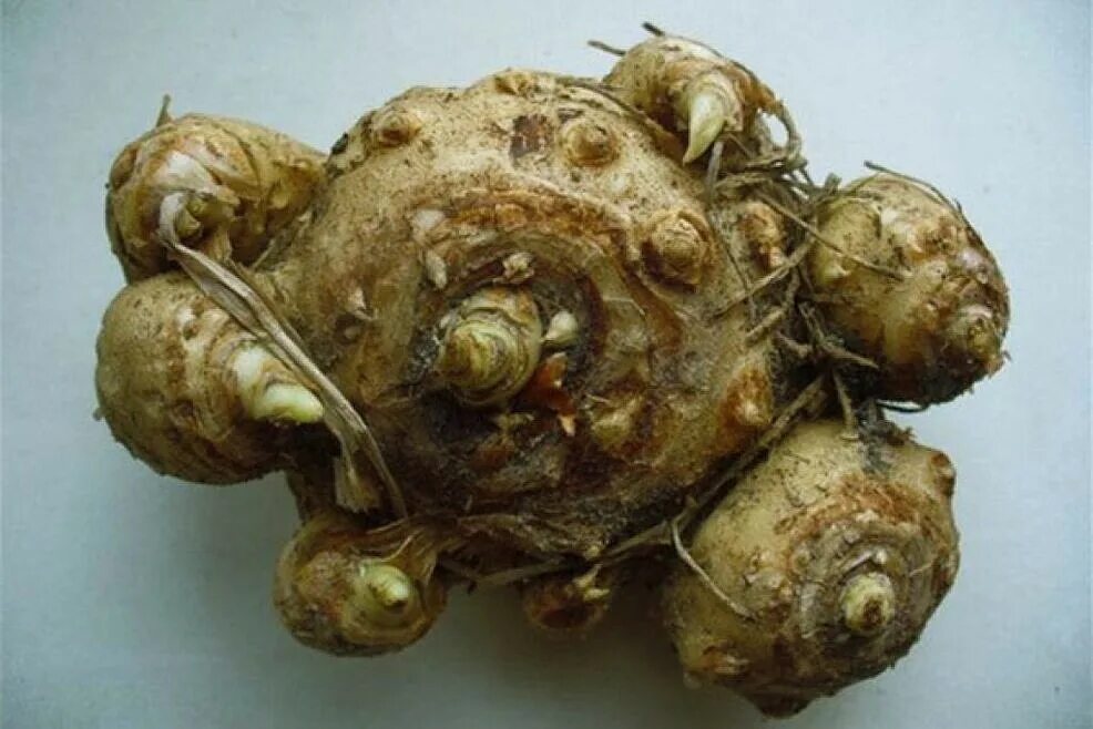 Видоизмененные побеги клубень. Как выглядит клубень. Шафран клубнелуковица. Видоизменение побега клубень строение. Топинамбур иерусалимский.