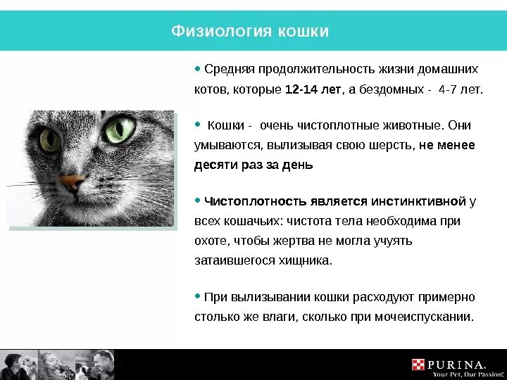 Сколько в среднем живут кошки домашние стерилизованные. Продолжительность жизни кошек. Продолжиьельносььжизни котов. Средняя продолдительнрсть Дизни конек. Средняя Продолжительность жизни кота.