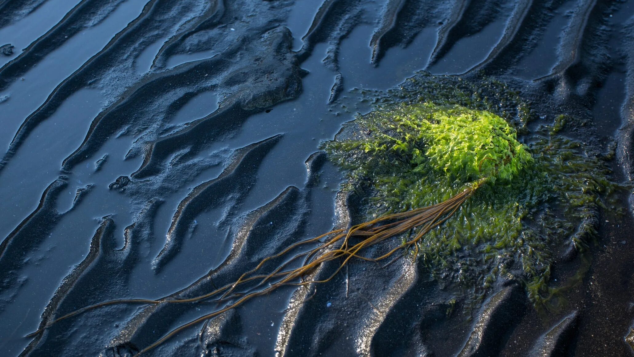 Разливы нефти цианобактерии. Нефтяные пятна в мировом океане. Нефтяное пятно. Нефть в океане. Природные разливы нефти