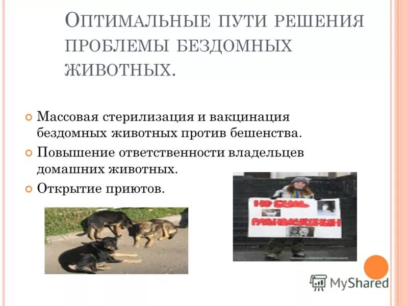 Пути решения проблемы бездомных животных. Решение проблемы бездомных животных. Пути решения проблемы бездомных животных в россии. Решение проблемы безнадзорных животных. Стерилизация бездомных животных.