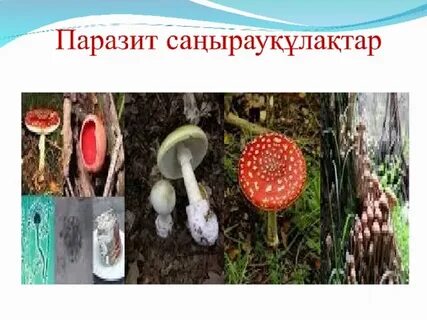 Жас транспорникалық видеолар