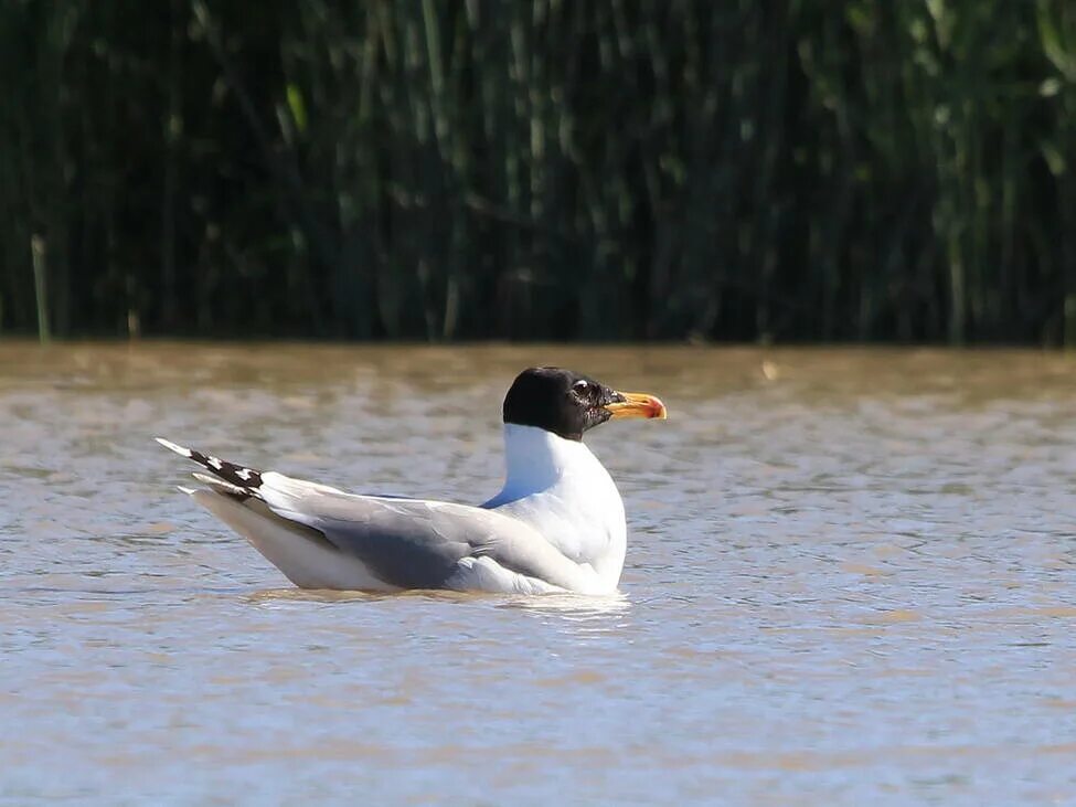 Черноголовый хохотун. Черноголовый хохотун (Larus ichthyaetus). Черноголовый хохотун - Larus ichthyaetus Pallas, 1773. Чайка хохотун. Птица ухарь и хохотун.