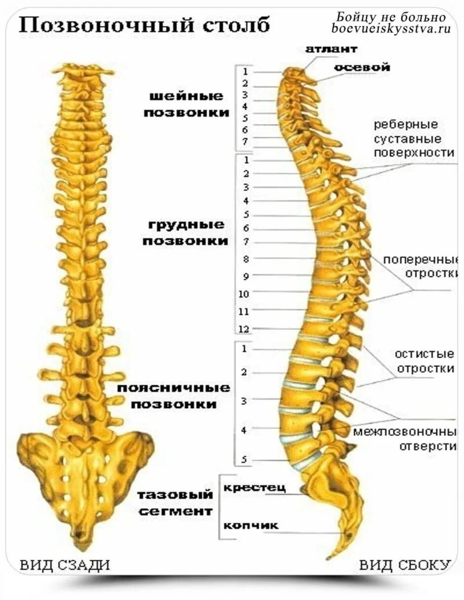 Количество позвонков в копчиковом отделе. Крестцовый отдел позвоночника. Строение копчикового отдела позвоночника. Копчиковый отдел позвоночника. Крестец строение анатомия позвонков.