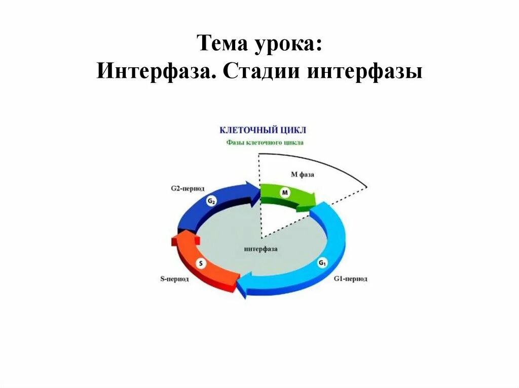 Периоды клеточного цикла интерфаза. Клеточный цикл клетки интерфаза. G2 фаза клеточного цикла. Клеточный цикл интерфаза кратко. 3 этапа интерфазы