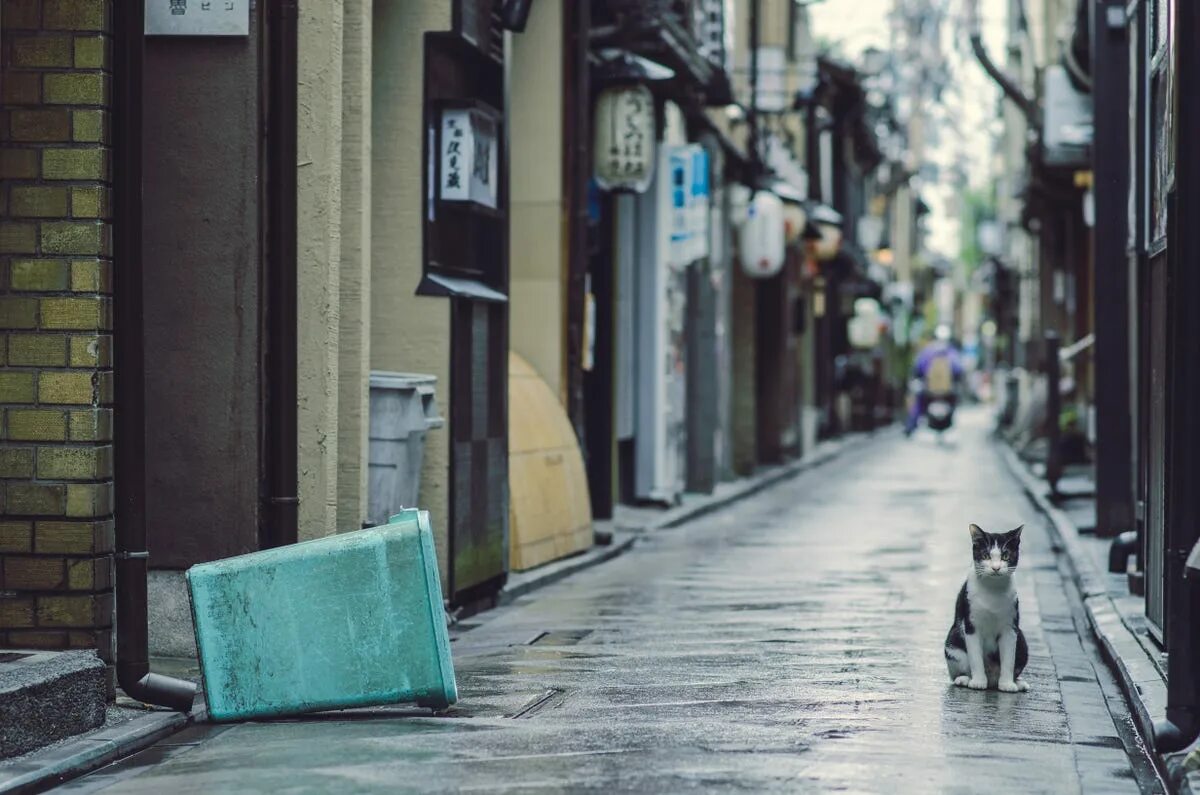 Cat Street Japan. Lonely Street Cat. Cat in the Street. Walking down the Street. Hello street cat live