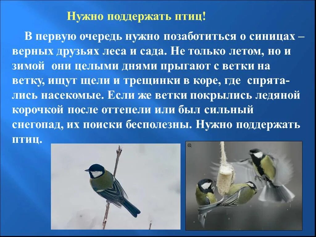 Птицы для презентации. Птицы слайд. Птицы зимой презентация. Презентация на тему птицы.