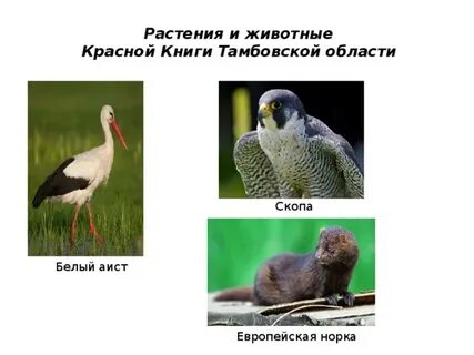 Тамбовская красная книга