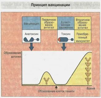 Иммунный ответ на прививку