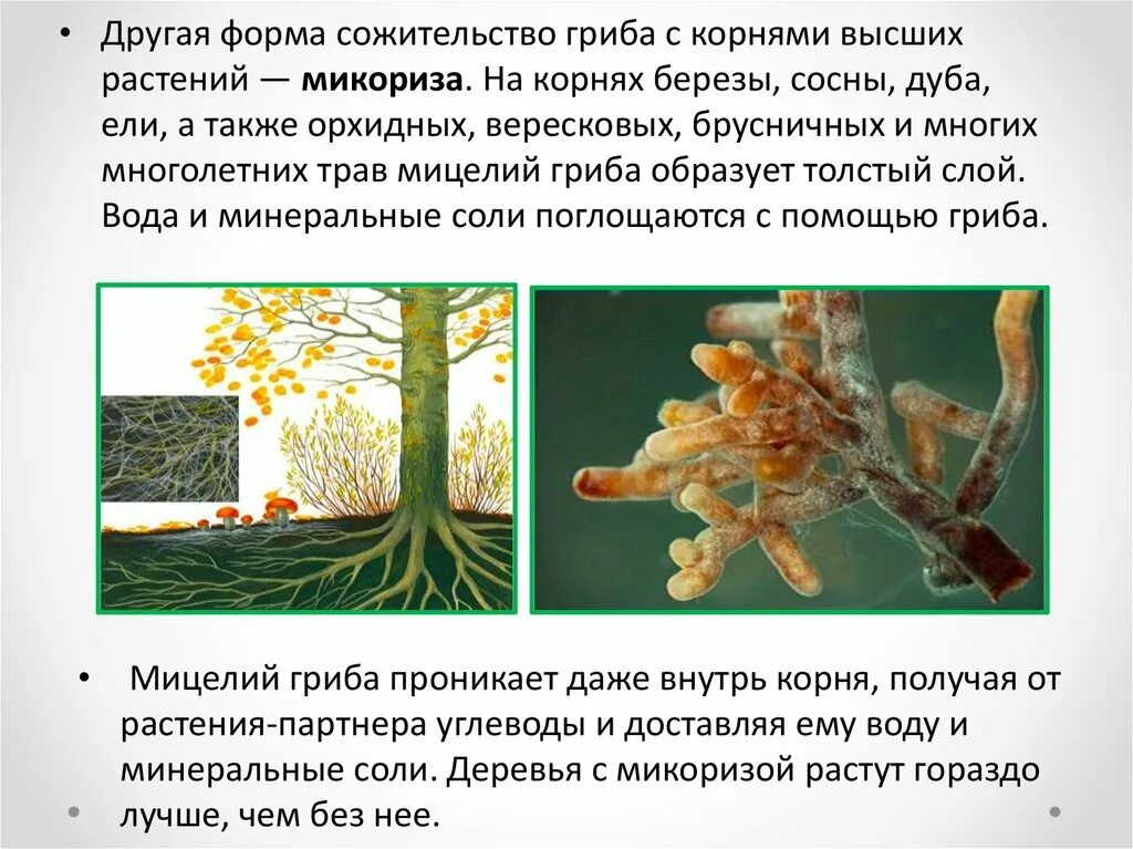 Микориза или симбиоз гриба с корнями высших растений. Сожительство гриба с корнями высших растений- микориза. Симбиоз мицелия гриба с корнями высших растений. Микориза берёзы.