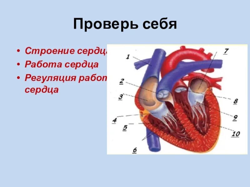 Сердце биология тест. Строение сердца. Строение и работа сердца. Строение сердца биология. Строение сердца 8 класс биология.