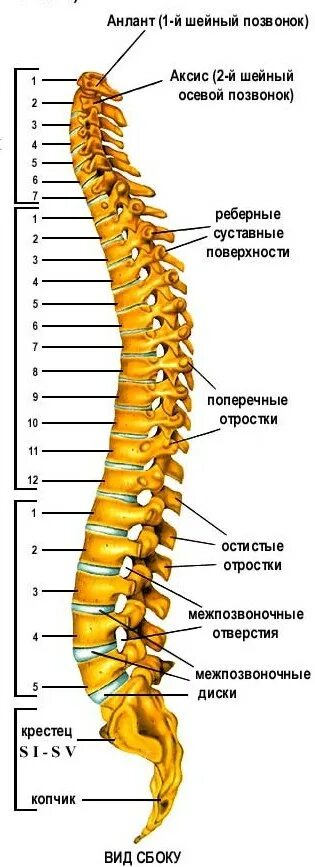 Rnto. 1_21 Комплекс "светл", позвоночник Человека и иные "чудеса в природе"