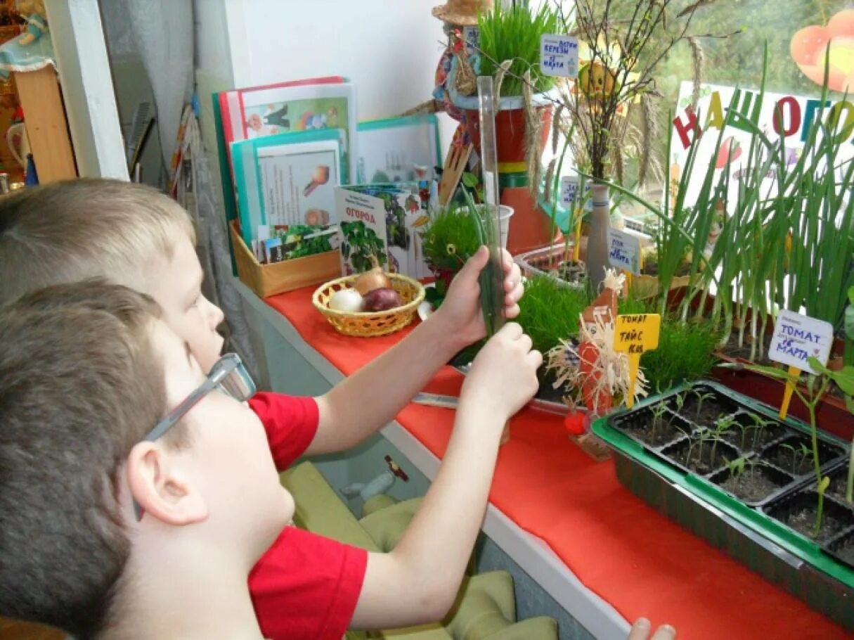 Тема сад огород в подготовительной группе. Огород на окне. Огород на подоконнике в детском. Детский огород в детском саду. Проект огород на подоконнике.