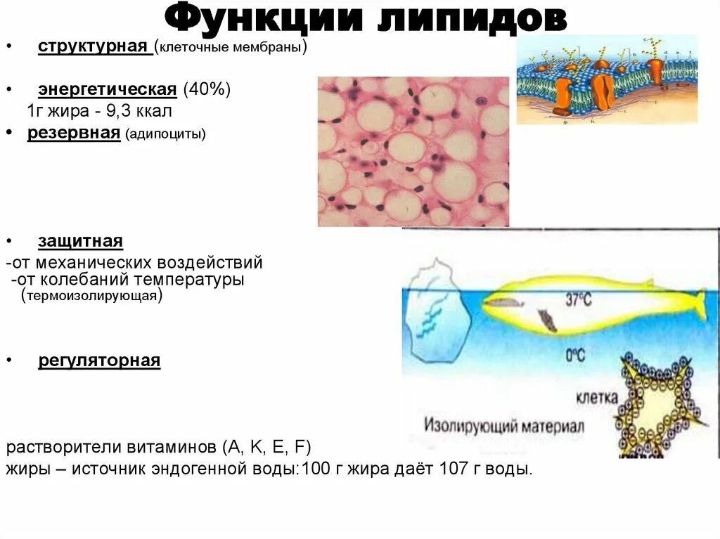 Липиды выполняют ферментативную функцию
