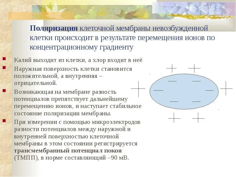 Поляризация клеточной мембраны. Поляризация мембраны клетки. Поляризованность клетки. Условия и причины поляризации клеточных мембран.