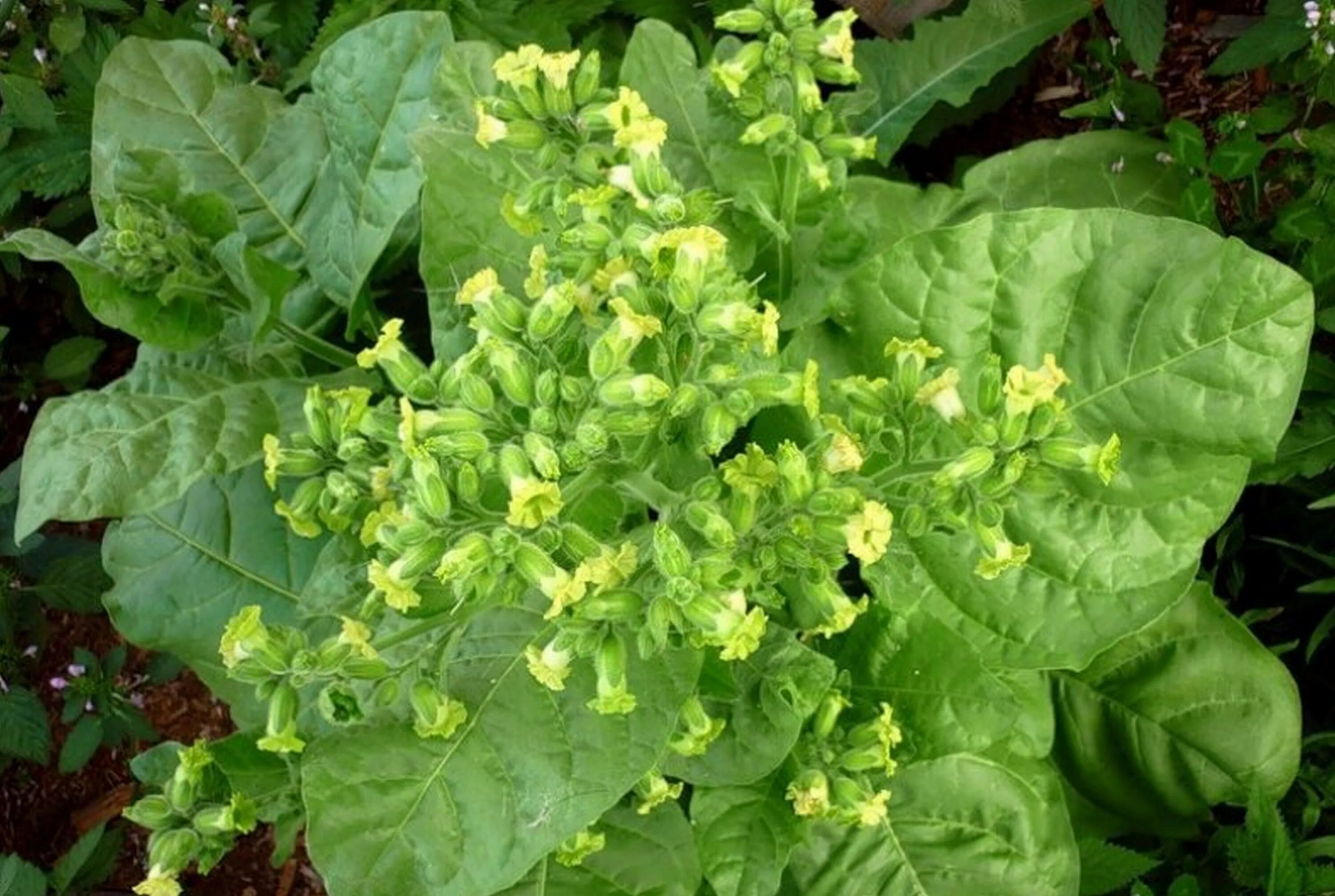 Махорка что это. Махорка. Табак деревенский самосад. Махорка. Махорка табак №2.