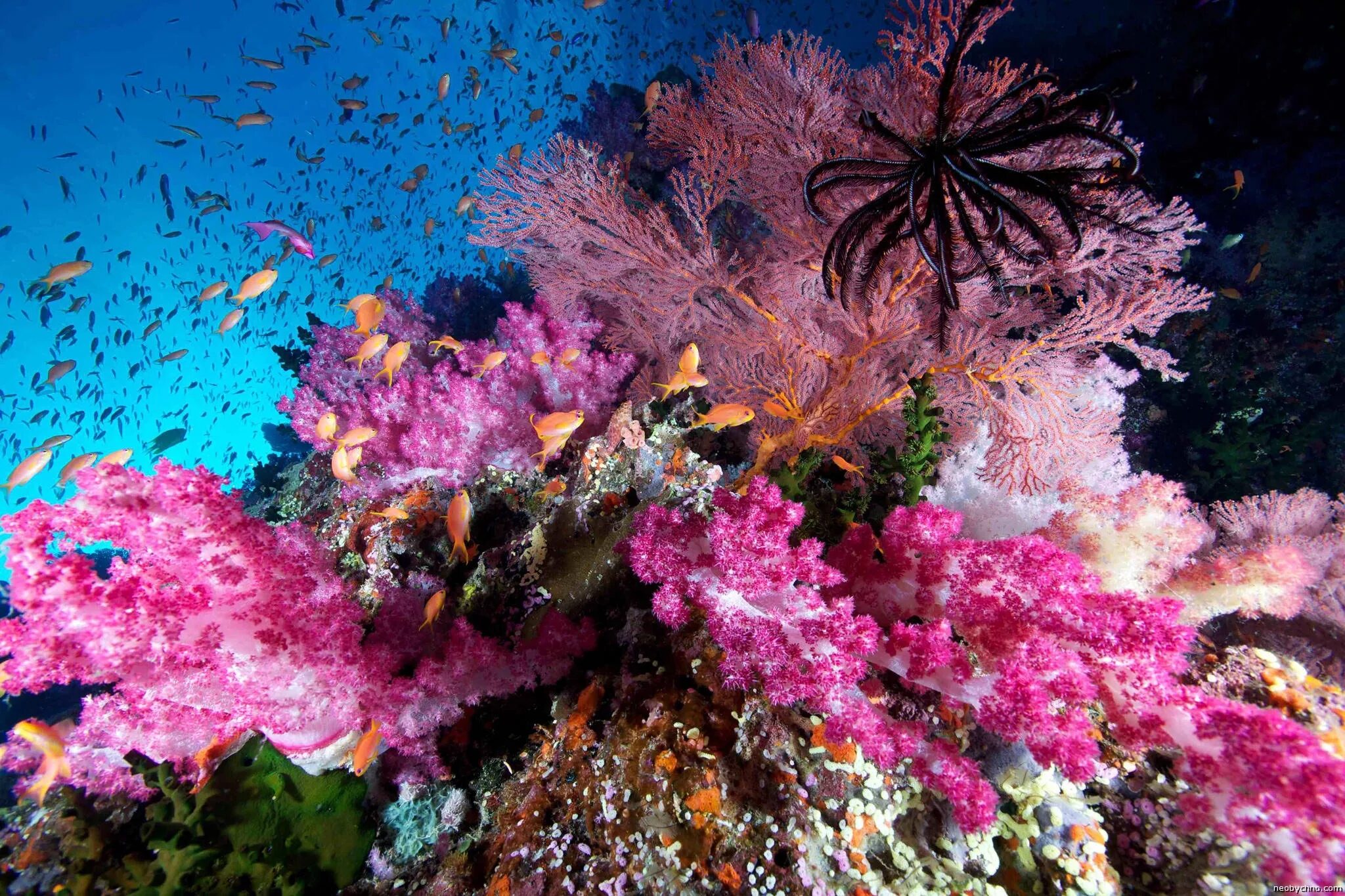 Обитатели кораллового рифа. Коралловые рифы Уванэ. Коралловые рифы Фиджи. Риф коралловый 54546. Коралловый риф кораллы.