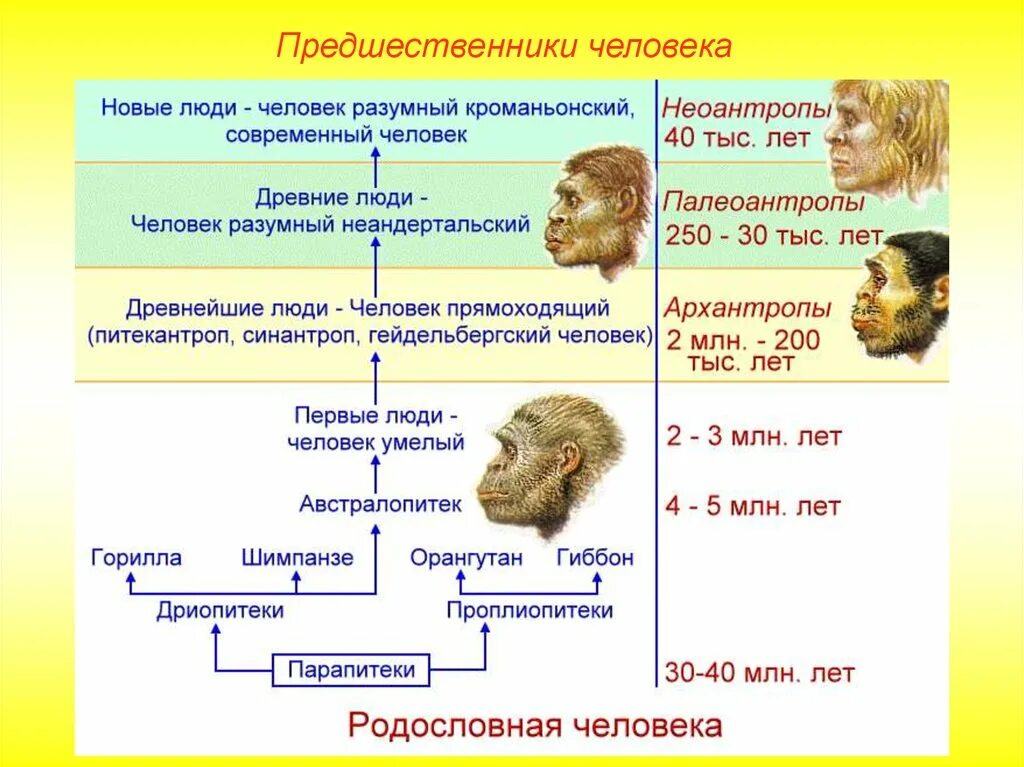 Установите последовательность стадий антропогенеза дриопитек. Предшественники человека. Древнейшие люди и предшественники человека. Этапы эволюции человека и расы. Предшественники современного человека.