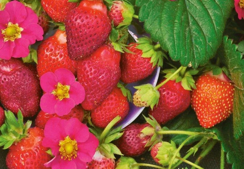 Земляника ананасная альпийская. Сорта розовой земляники. Розовая клубника сорта. Сорт клубники пайнберри. Клубника изольда.