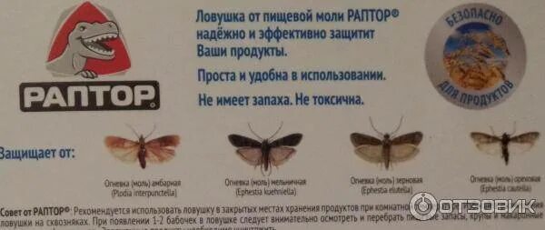 Избавление от моли. Моль домашняя. Моль страх. Страшная моль. Южная амбарная огневка личинки.