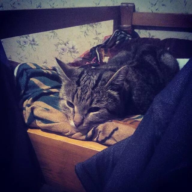 Пришла с работы уставшая прикол. Кот на кухне. Любимые игрушки как будто приуныли. Кот в экзистенциальном кризисе. Любимые игрушки как будто приуныли.