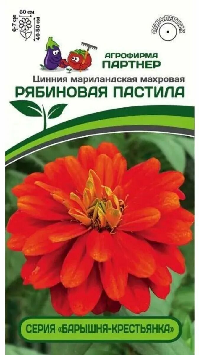 цинния рябиновая пастила барышня-крестьянка 5шт (партнер). цинния мариландская медовая коврижка. цинния вишневый пирог партнер. циния барышня крестьянка. цинния медовая коврижка.