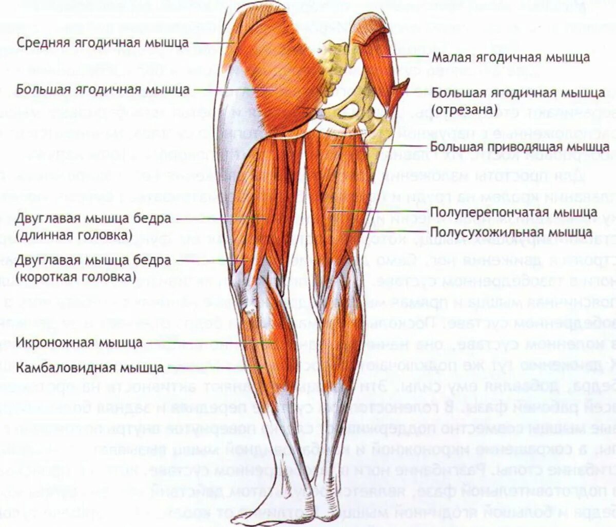 Мышцы выпрямляющие ногу. Ягодичные мышцы анатомия строение. анатомия задних мышц ног. мышцы задней поверхности бедра анатомия. строение мышц ноги сзади.