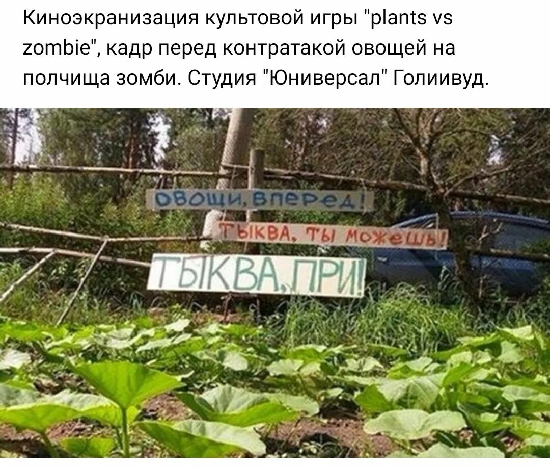 Тыква при простатите. Тыква при. овощи вперед тыква при. тыква при юмор огород. тыква при ты можешь.