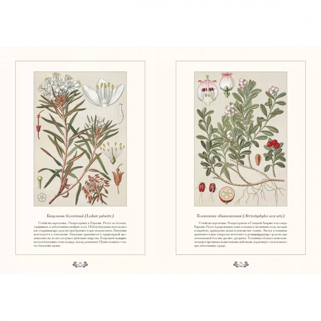 Атлас лекарственных трав. Атлас лекарственных растений. Атлас лекарственных растений. Атлас лечебных трав. Атлас лекарственных растений для фармации.