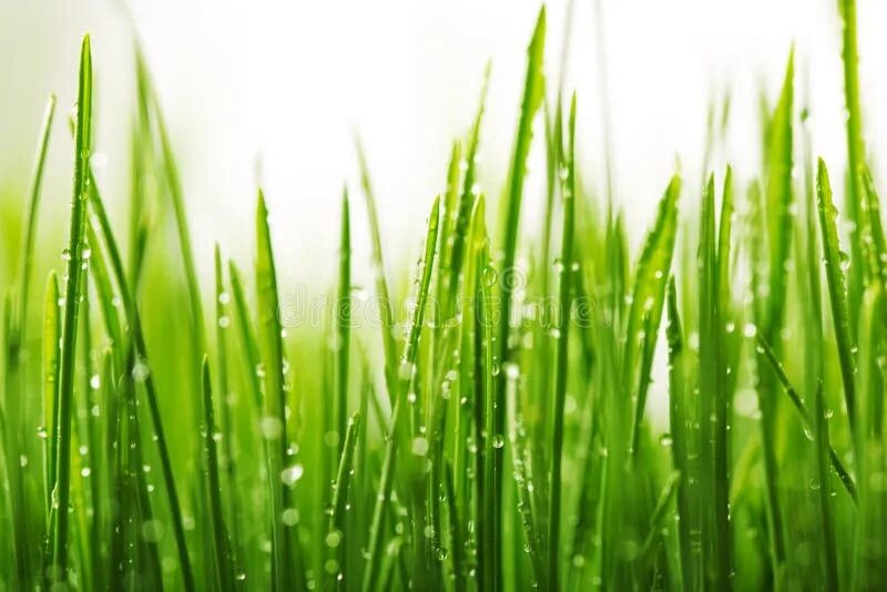 Wet grass