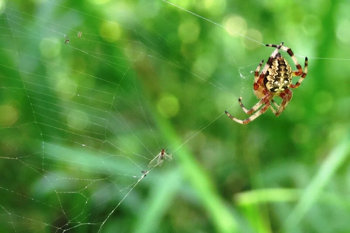 Паук крестовик паучата. Камышовый паук. Паук крестовик дальневосточный. Паук коричневый крестовик. Паук по фото найти.