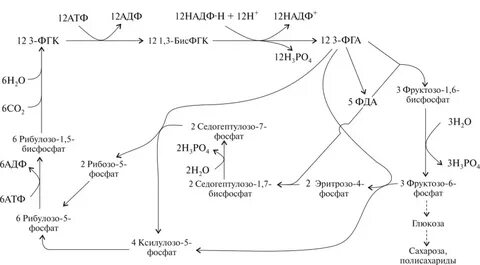 Синтез надф н в фотосинтезе